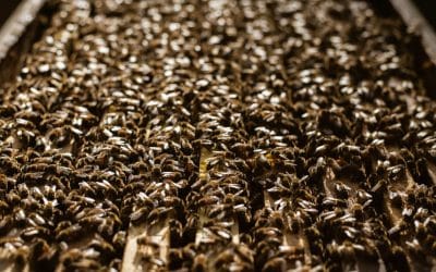 Varroan torjuminen ’’normaalisti’’